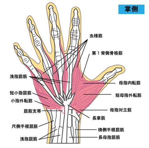 手 骨|手の骨・筋肉・腱の名称｜高津整体